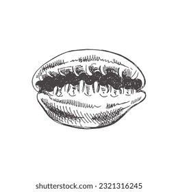 Hand drawn sketch of seashell, clam, conch. Scallop sea shell, sketch style vector illustration isolated on white background.	
