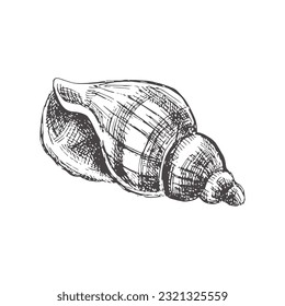 Hand drawn sketch of seashell, clam, conch. Scallop sea shell, sketch style vector illustration isolated on white background.	