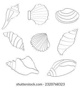 Hand drawn sketch of a seashell.Summer time concept.Illustration of hand drawn seashells .