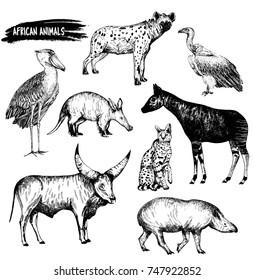 Hand drawn sketch set of animals - shoebill, aardvark, hyena, vulture, okapi, serval, tapir and Watusi cattle. Vector illustration isolated on white background.