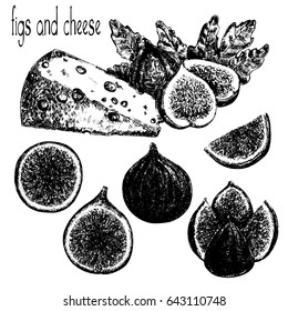 Hand drawn sketch set of cheese and figs. Whole fruits and sliced. Vector illustration isolated on white background.