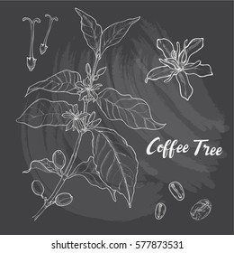 Hand drawn sketch set of coffee tree. Vector illustration background