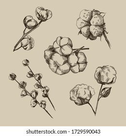 Hand drawn sketch set of Cotton. Cotton buds. Cotton Stems. Cotton branches.	