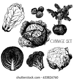 Hand drawn sketch set of different kinds of cabbage - chinese cabbage, brussels, kohlrabi, headed cabbage, red cabbage, broccoli, cauliflower. Vector illustration isolated on white background.