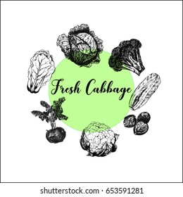 Hand drawn sketch set of different kinds of cabbage. Isolated vector illustration.
