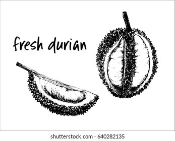 Hand drawn sketch set of durian fruits. Vector illustration isolated on white background.