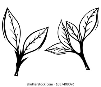 Hand drawn sketch set green tea leaf vector illustration. Floral branch organic lineart. Black leaf on white background