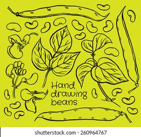 Hand drawn sketch set green beans vegetable - eco food vector ink illustration  