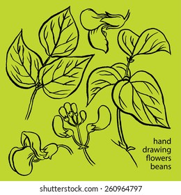 Hand drawn sketch set green beans vegetable - eco food vector ink illustration  