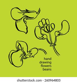 Hand drawn sketch set green beans vegetable - eco food vector ink illustration  