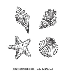Hand drawn sketch set of marine Starfish, seashell, clam, conch. Ocean aquatic underwater vector. Engraving illustration on white background.