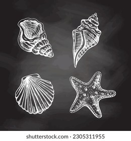 Hand drawn sketch set of marine Starfish, seashell, clam, conch. Ocean aquatic underwater vector. Engraving illustration on chalkboard background.