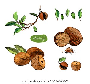 Hand drawn sketch set of nutmegs. Spice and condiment vector illustration isolated on white background.