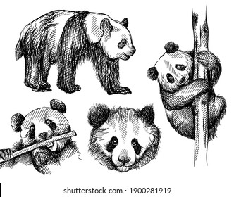 Hand drawn sketch set of panda bear on a white background. Cute panda bear. Panda face, panda bear climbing bamboo tree, walking and eating bamboo branch