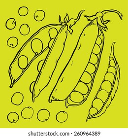 Hand drawn sketch set peas vegetable - eco food vector ink illustration