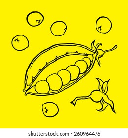 Hand drawn sketch set peas vegetable - eco food vector ink illustration