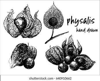 Hand drawn sketch set of physalis fruits with husk. Vector illustration isolated on white background.