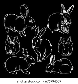 Hand drawn  Sketch Set of rabbits isolated on white. Ink illustration of rabbits sitting in various poses.