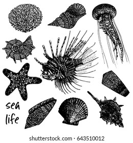 Hand drawn sketch set of sea creatures - coral, seashells, jellyfish, lionfish and starfish. Vector illustration isolated on white background.