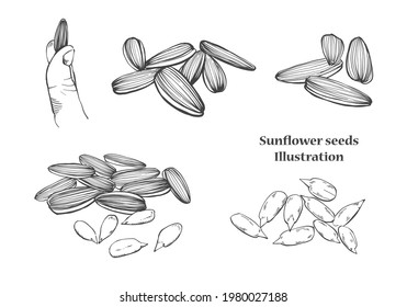 Hand drawn sketch Set Sunflower seeds on white background, outline monochrome ink style for artwork, logo, packaging vector 
- Illustration.