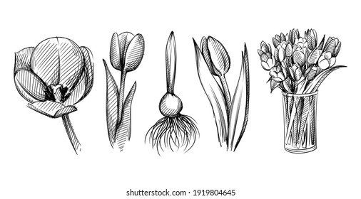 Hand drawn sketch set of tulip flowers in on a white background. Tulips bulb. Tulips bouquet in a glass vase