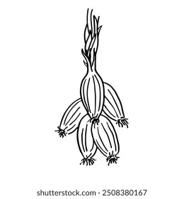 Dibujado a mano boceto de chalotes. Ilustración vectorial manojo de cebollas colgantes sobre fondo aislado. Gráfico de tinta de vegetales, comida, sal. La Imagen creada sin ningún software de inteligencia artificial