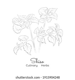 Hand Drawn Sketch of Shiso or Beefsteak Plant. Silhouette of the Perilla Mint, Isolated on White Background. Ideal for Magazine, Recipe book, Poster, Cards, Menu cover, Advertising or Education.