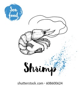 Hand drawn sketch shrimp with big antennas. Seafood vector illustration for menu, reastaurants or markets.