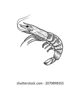 Hand drawn sketch shrimp illustration. Seafood vector