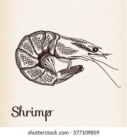 Hand drawn  sketch of shrimp. Vector illustration