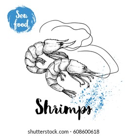 Hand drawn sketch shrimps isolated on white background. Seafood symbols vector illustration. Prawns.