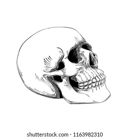 Hand drawn sketch of Skull in black isolated on white background.