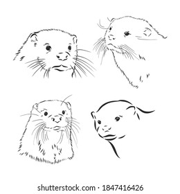 Hand drawn sketch of a smooth coated otter or aonyx cinerea or asian small clawed otter, otter animal vector sketch illustration