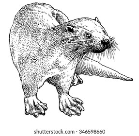 Hand drawn sketch of a smooth coated otter or aonyx cinerea or asian small clawed otter