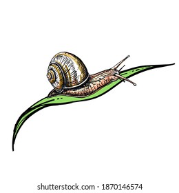 Handgezeichnete Sketch-Schnecke. Vektorgrafik. Elemente in grafischer Stilbezeichnung, Karte, Aufkleber, Menü, Verpackung. Cochlea.