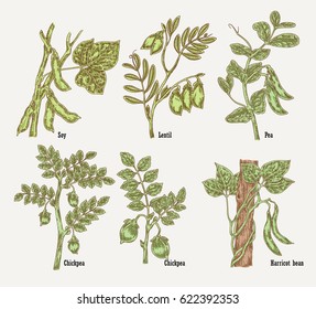 Hand drawn sketch soy, chickpea, bean, lentil plant. Vector illustration.