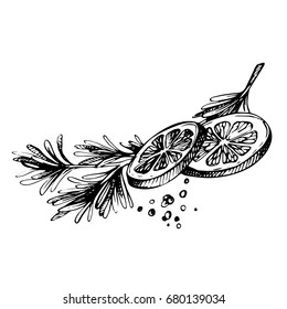 Hand drawn Sketch spice. Lemon and Herbs. lemon with rosmary and pepper isolated on white