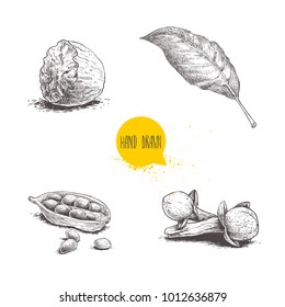 Hand drawn sketch spices set. Bay leaf, half of nutmeg, cardamom with seeds and cloves. Herbs, condiments and spices vector illustration isolated on white background.