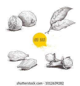 Hand drawn sketch spices set. Bay leaves, nutmeg group, cardamoms and cloves. Herbs, condiments and spices vector illustration isolated on wite background.