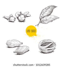 Hand drawn sketch spices set. Bay leaves, nutmeg fruit, cardamoms and cloves. Herbs, condiments and spices vector illustration isolated on white background.