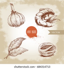 Hand drawn sketch spices set. Garlic, ginger root, bay leaves and nutmeg mace. Herbs, condiments and spices vector illustration isolated on old background.