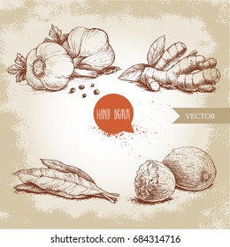 Hand drawn sketch spices set. Garlic composition with parsley, ginger root, bay leaves and nutmegs. Herbs, condiments and spices vector illustration isolated on old background.