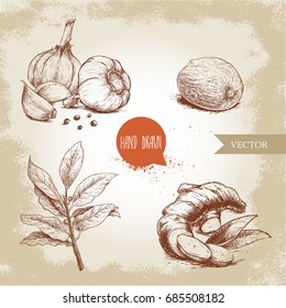 Hand drawn sketch spices set. Garlic composition with black pepper seeds, ginger root, bay leaves branch and nutmeg. Herbs, condiments and spices vector illustration isolated on old background.