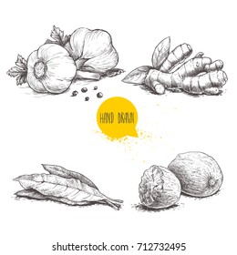 Hand drawn sketch spices set. Garlic composition with parsley, ginger root, bay leaves and nutmegs. Herbs, condiments and spices vector illustration isolated on white background.