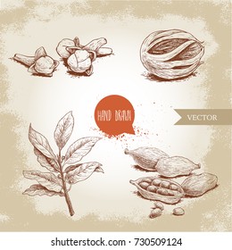 Hand drawn sketch spices set. Bay leaves branch, nutmeg fruit, cardamoms and cloves. Herbs, condiments and spices vector illustration isolated on old background.