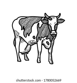 Hand drawn sketch of spotted cow with big milk udder. Engraved style vector illustration isolated on white background