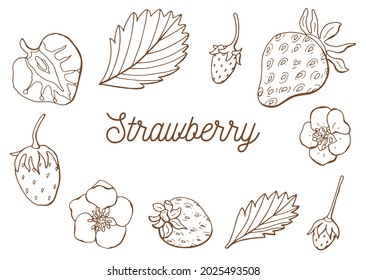 Hand drawn sketch strawberries. Collection of illustrations. Hand drawn food. White background, isolate. Vector.	