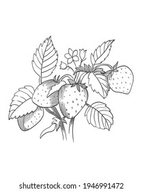 Hand drawn sketch of strawberry