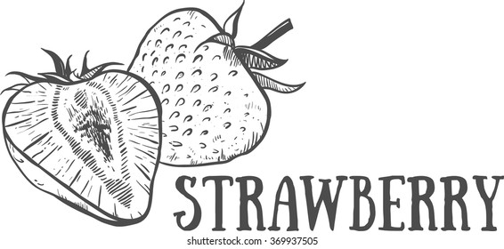 Hand drawn sketch strawberry. Eco food. Vector illustration. strawberry fruit, on the white background.