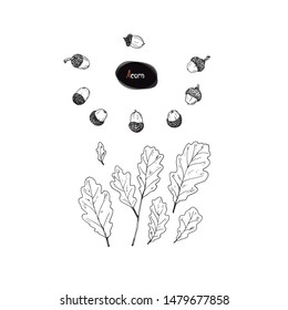 Hand drawn sketch style acorn with oak leaves set. Vector illustration. 